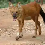 Wild Dog in Tadoba National Park