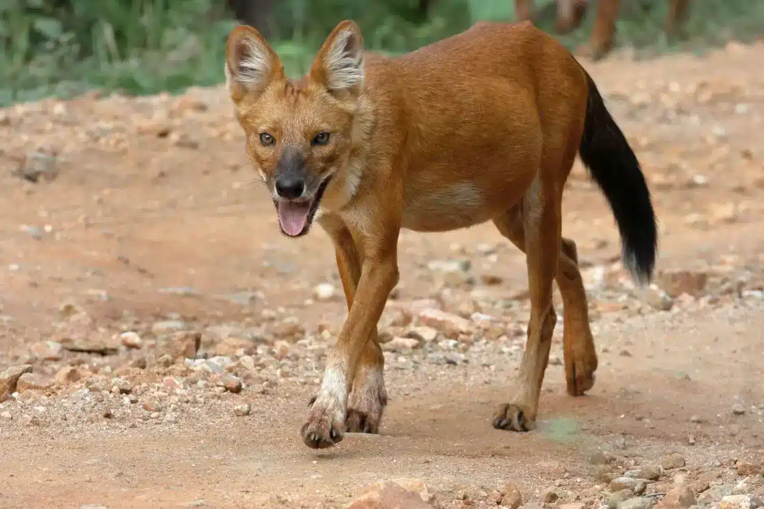 Wild Dog in Tadoba Wild Dog in Tadoba National Park