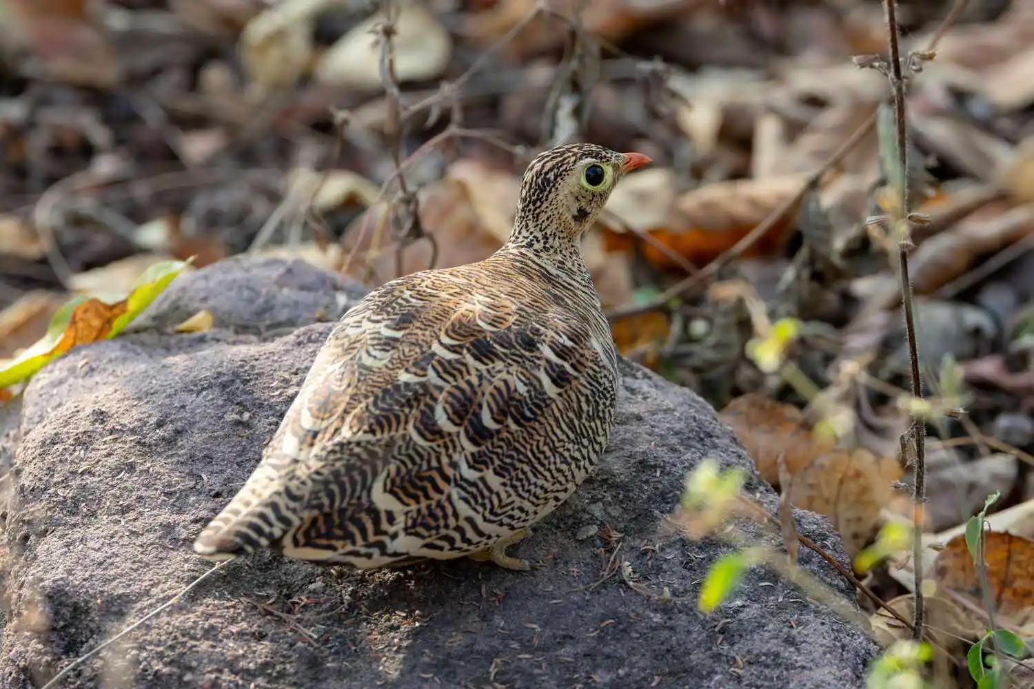 Quail in Pench National Park Quail in Pench National Park