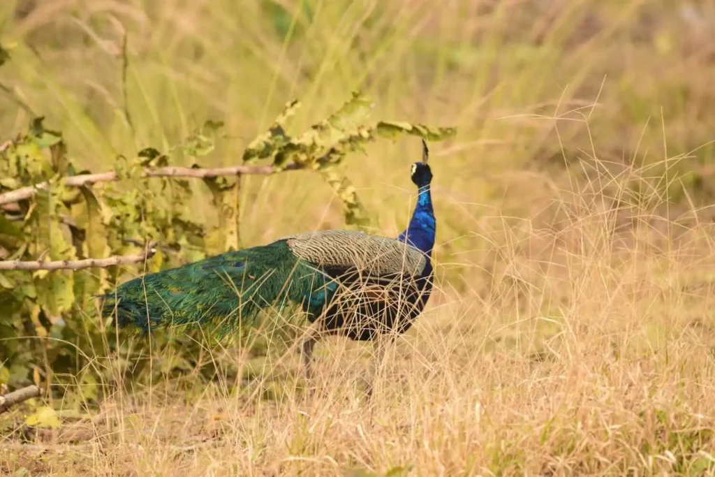Peafowl of Pench Peafowl of Pench