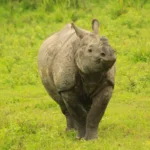 One Horned Rhino in Kaziranga