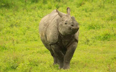 Indian Rhinoceros Guide: Species Info, Behavior & Top Safaris