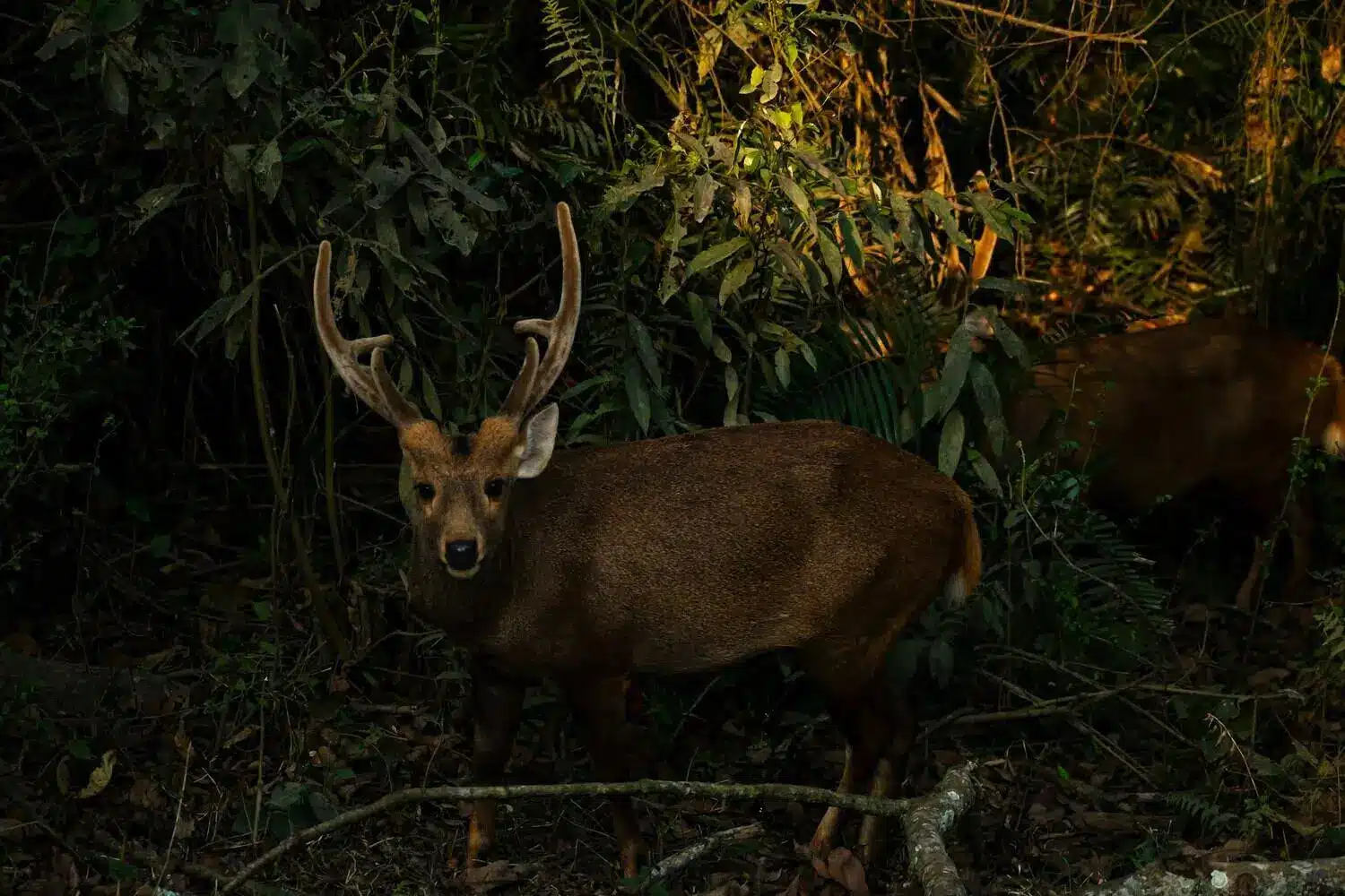 Kaziranga Deer Kaziranga Deer
