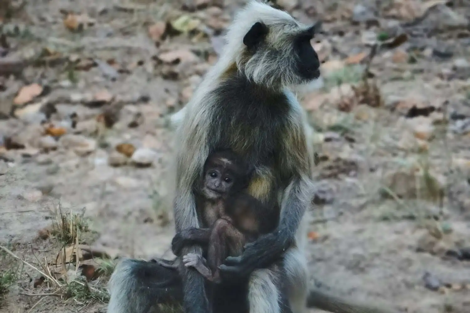 Monkey in kanha with its baby Monkey in kanha with its baby