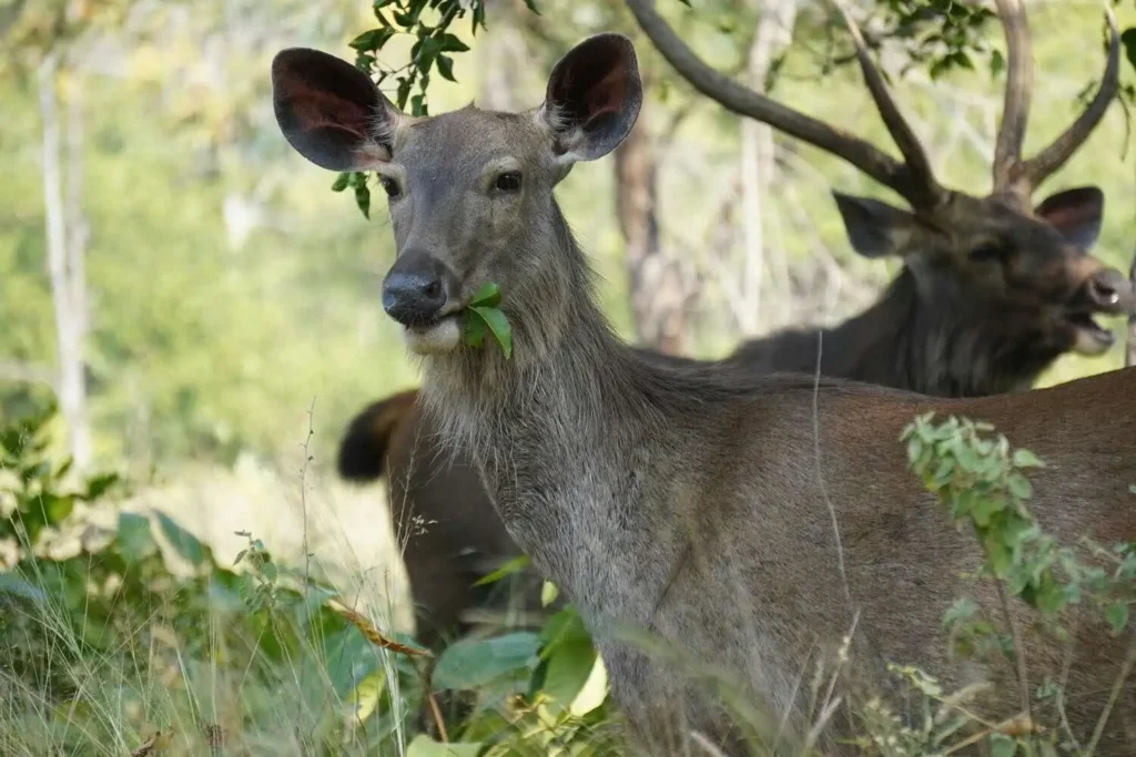 Sambar Deer in Panna Sambar Deer in Panna