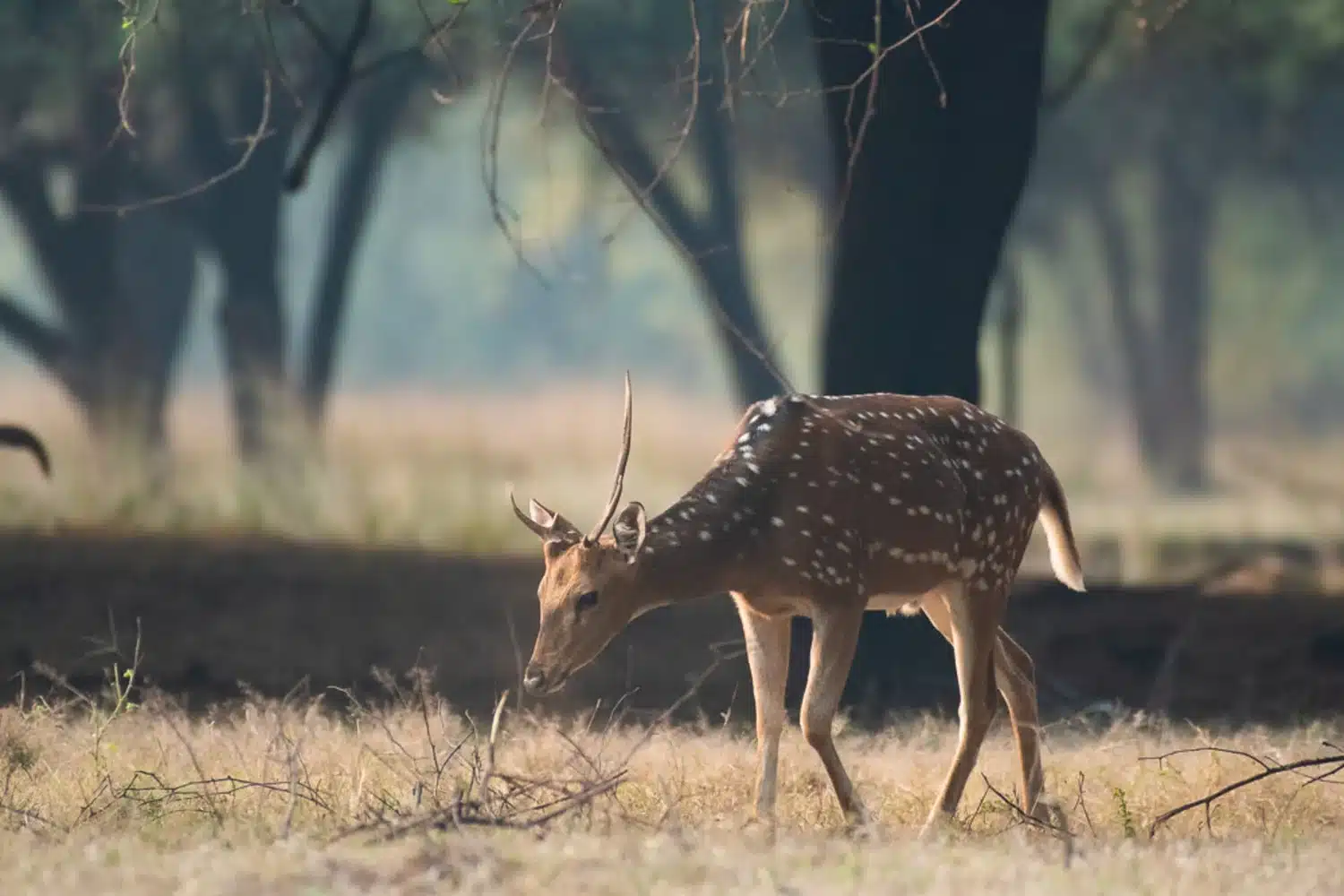 Spotted Deer Spotted Deer