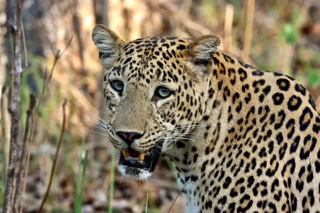 Indian Leopard Indian Leopard