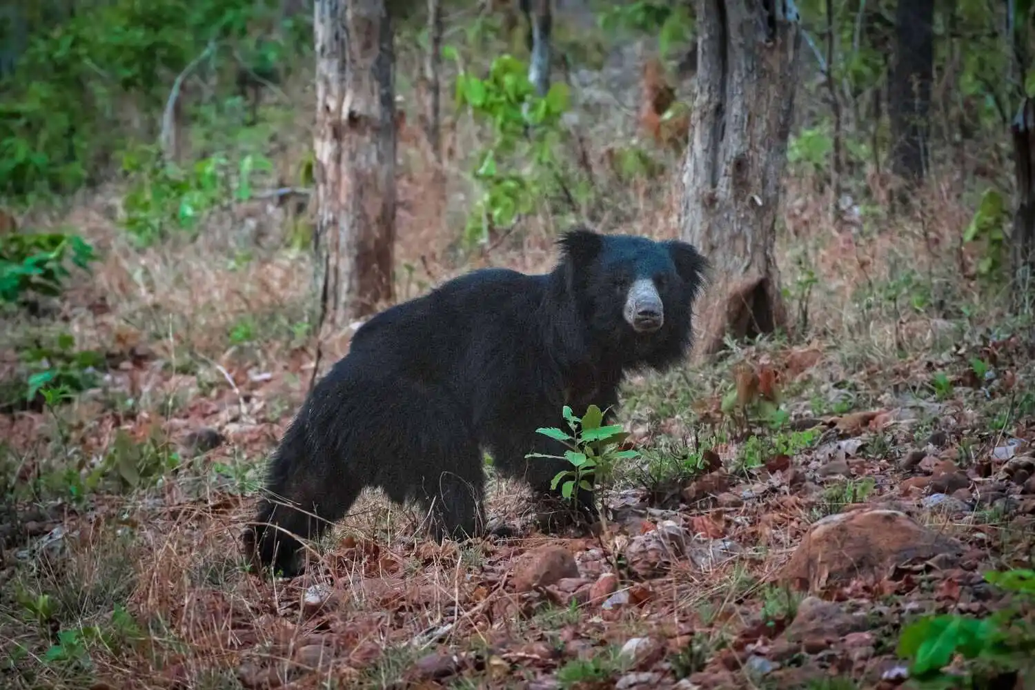 Bear Bear