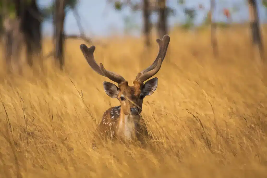 Bandhavgarh Deer Bandhavgarh Deer