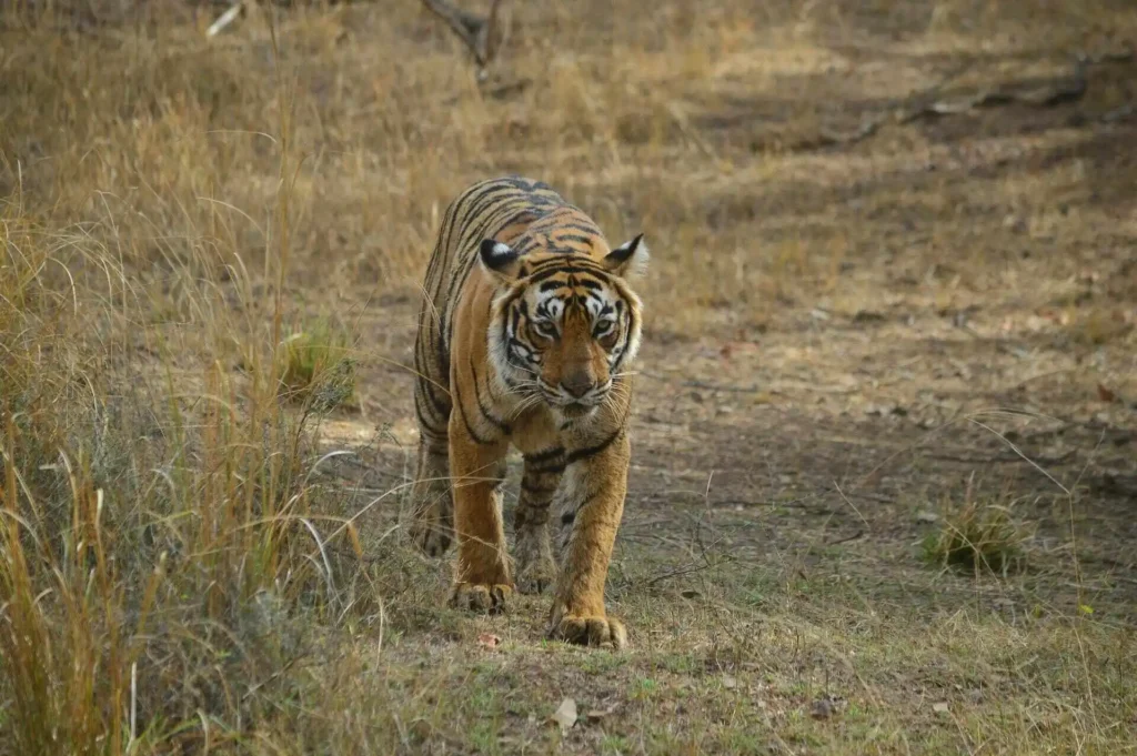 Tiger in Ranthambore Tiger in Ranthambore