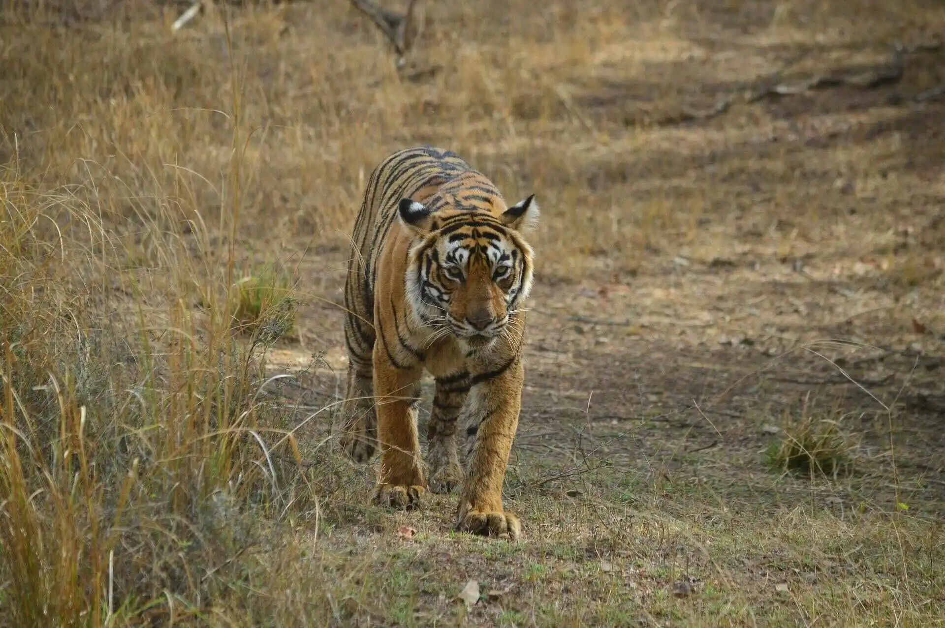 Tiger in Ranthambore Tiger in Ranthambore
