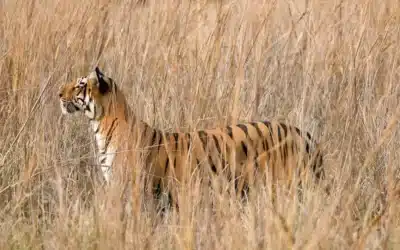 Top Tiger Safari Packages Under $1500 in India