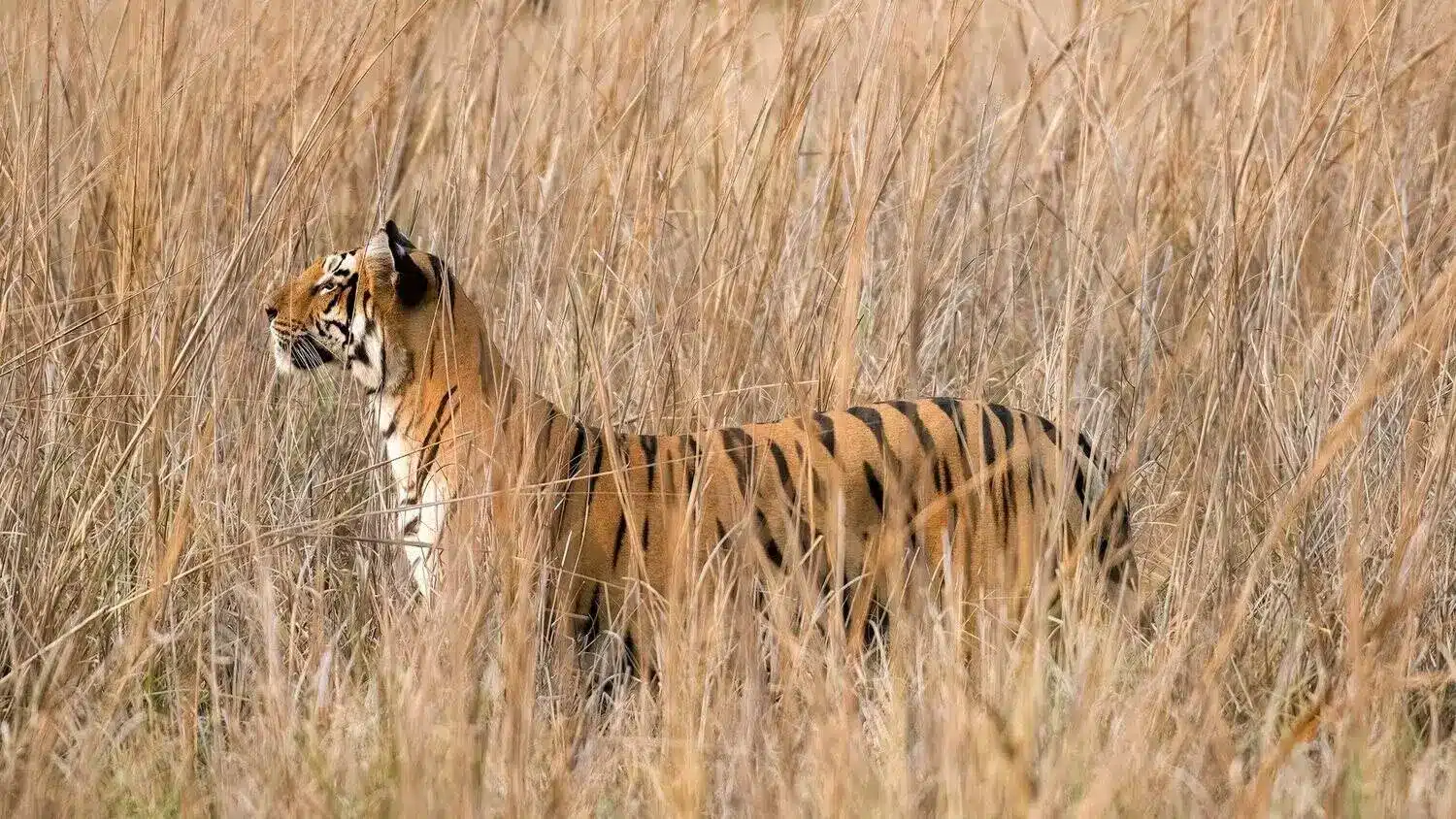 Top Tiger Safari under 1000 dollars Top Tiger Safari under 1000 dollars