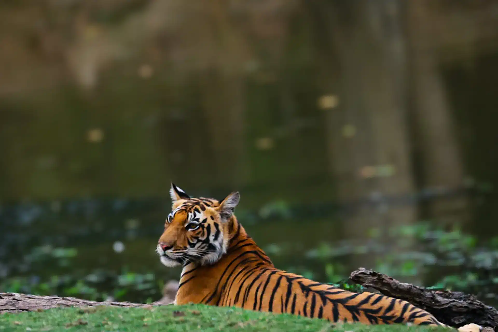 Safari Packages under 500 dollar Safari Packages under 500 dollar