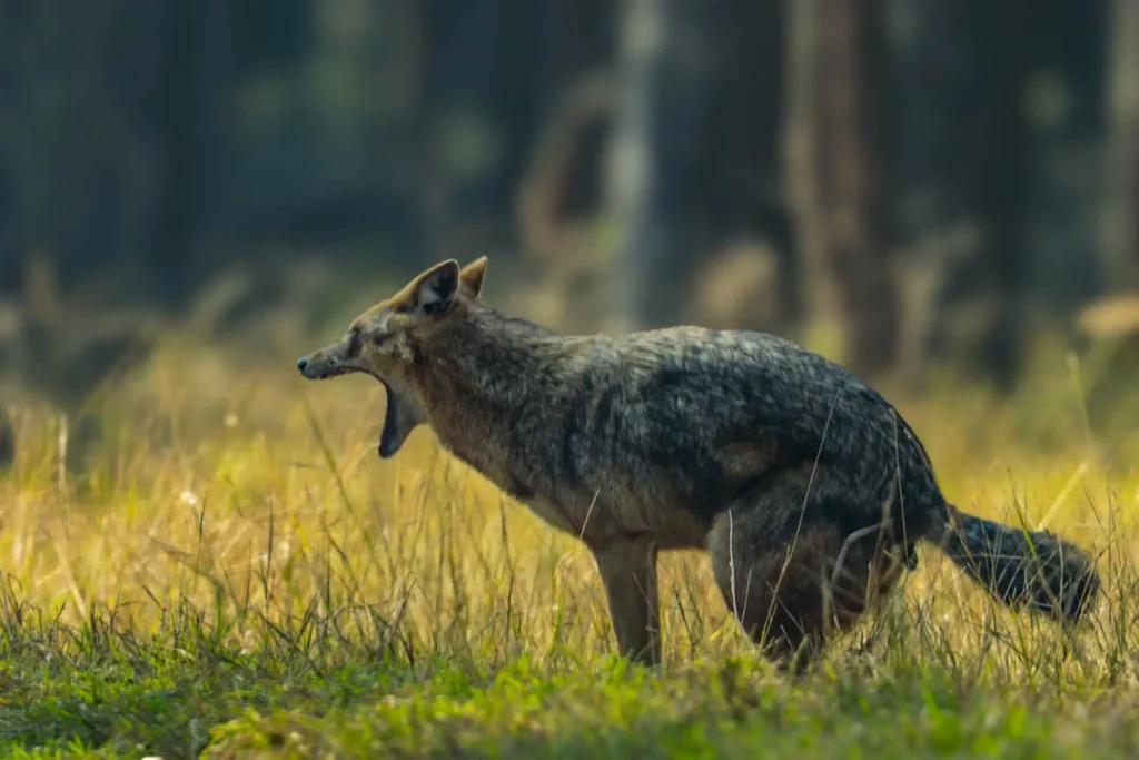 Jackal In Kanha Jackal In Kanha