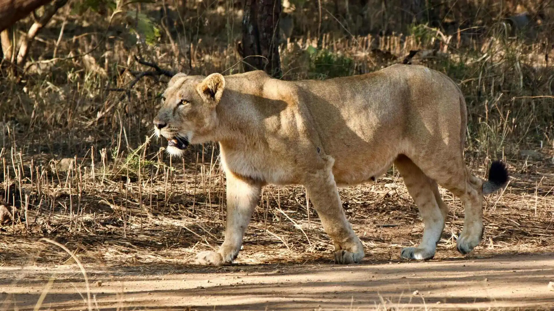 Asiatic Lion Gir National Park Asiatic Lion Gir National Park