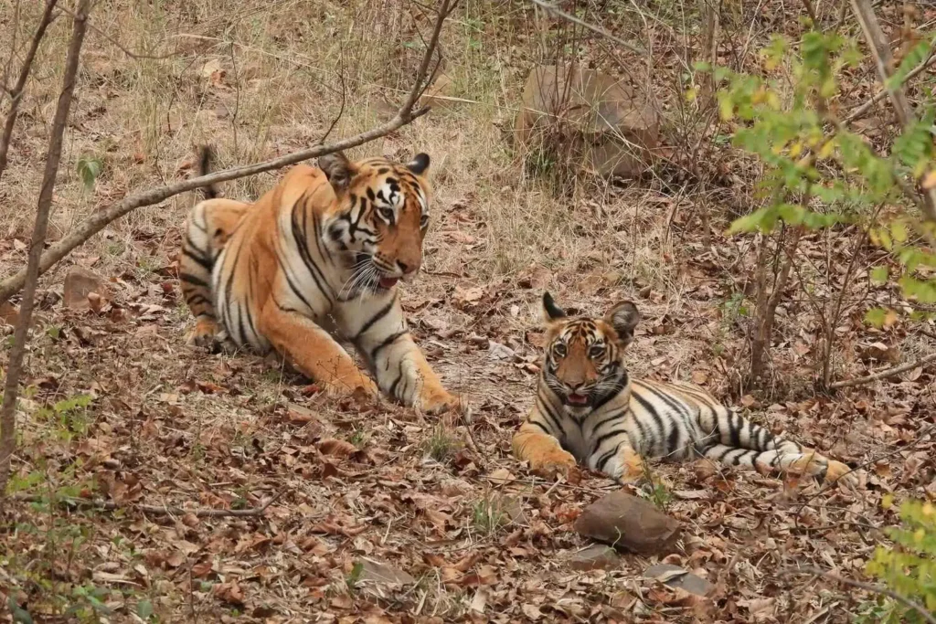 Satpura Tiger Reserve Satpura Tiger Reserve