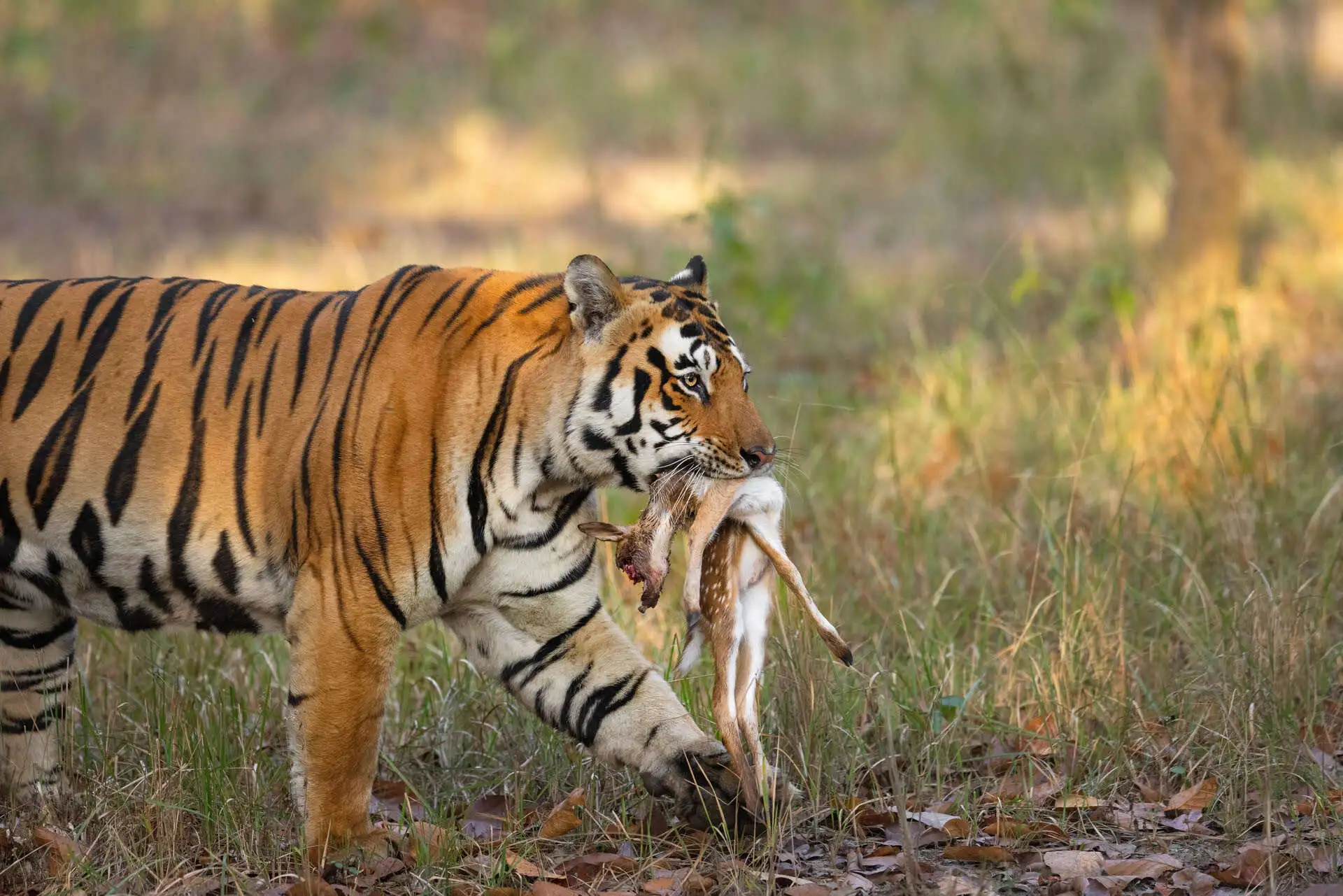 Top Parks Madhya Pradesh Madhya Pradesh Safari Park