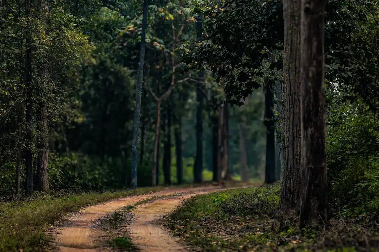 Wildlife Conservation In India Wildlife Conservation In India