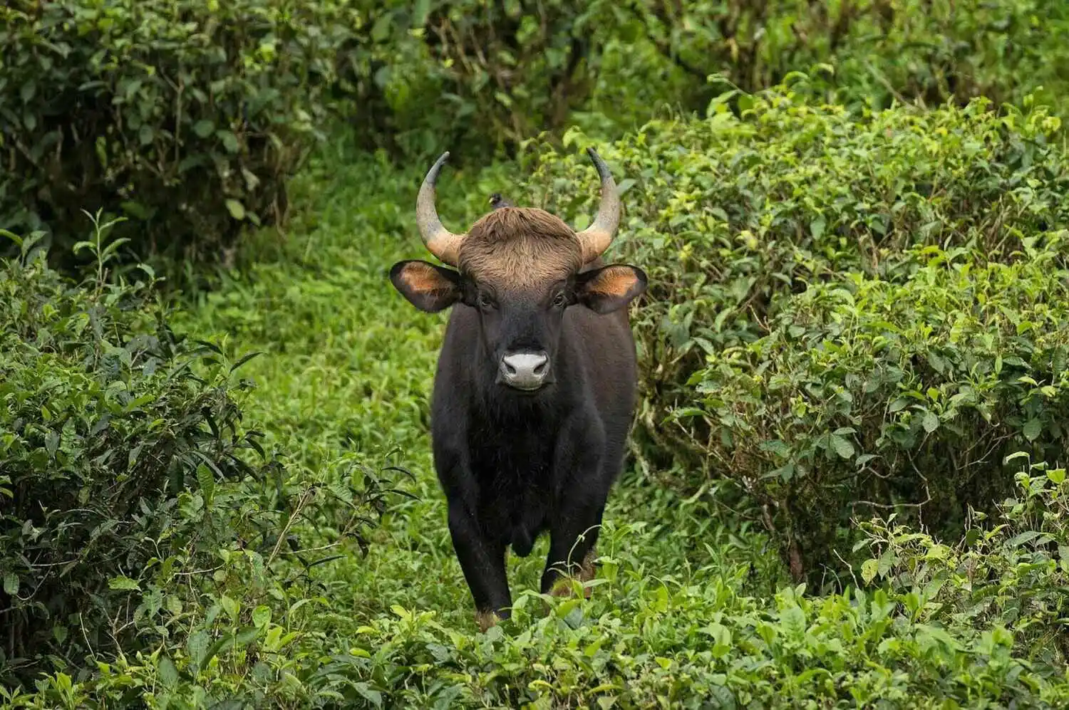 Indian Gaur Standing in Forest Indian Gaur Standing in Forest