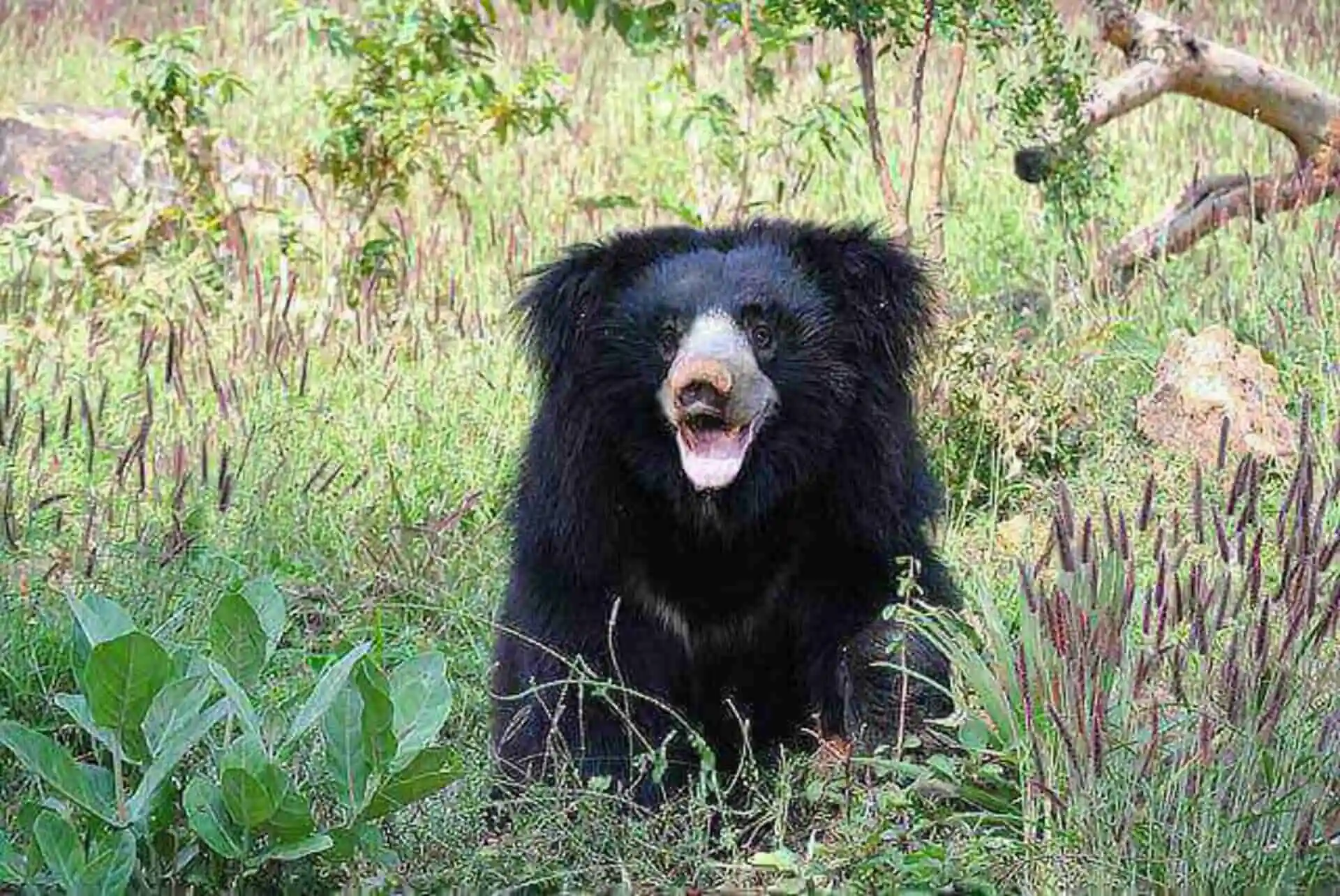 Sloth Bear India Sloth Bear India