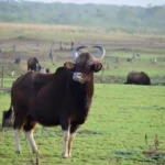 Wild Indian Gaur