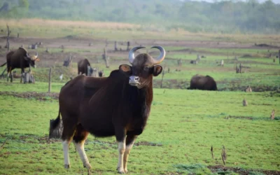 Indian Gaur: An Informative Overview of This Powerful Herbivore