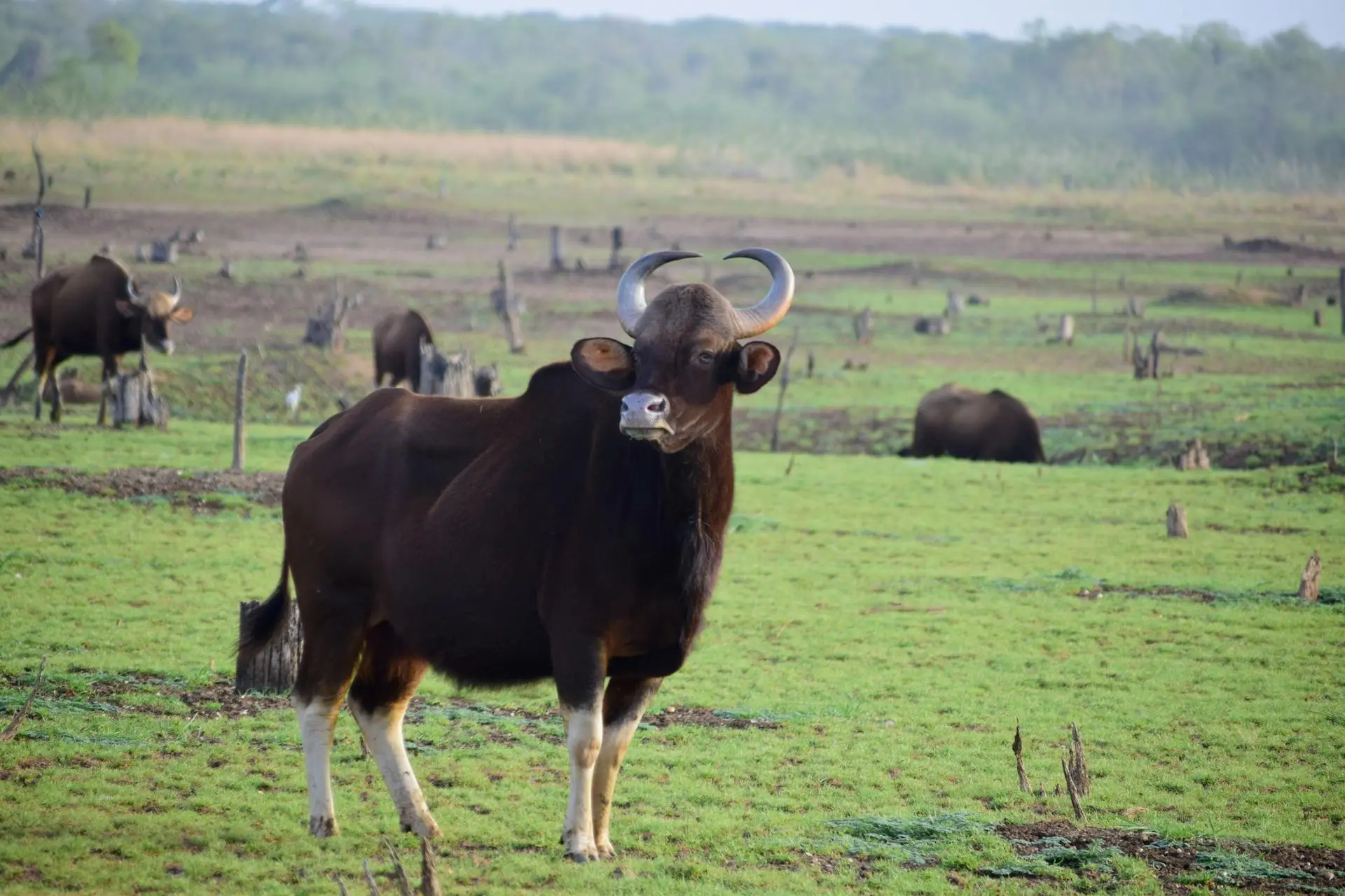 Wild Indian Gaur Wild Indian Gaur