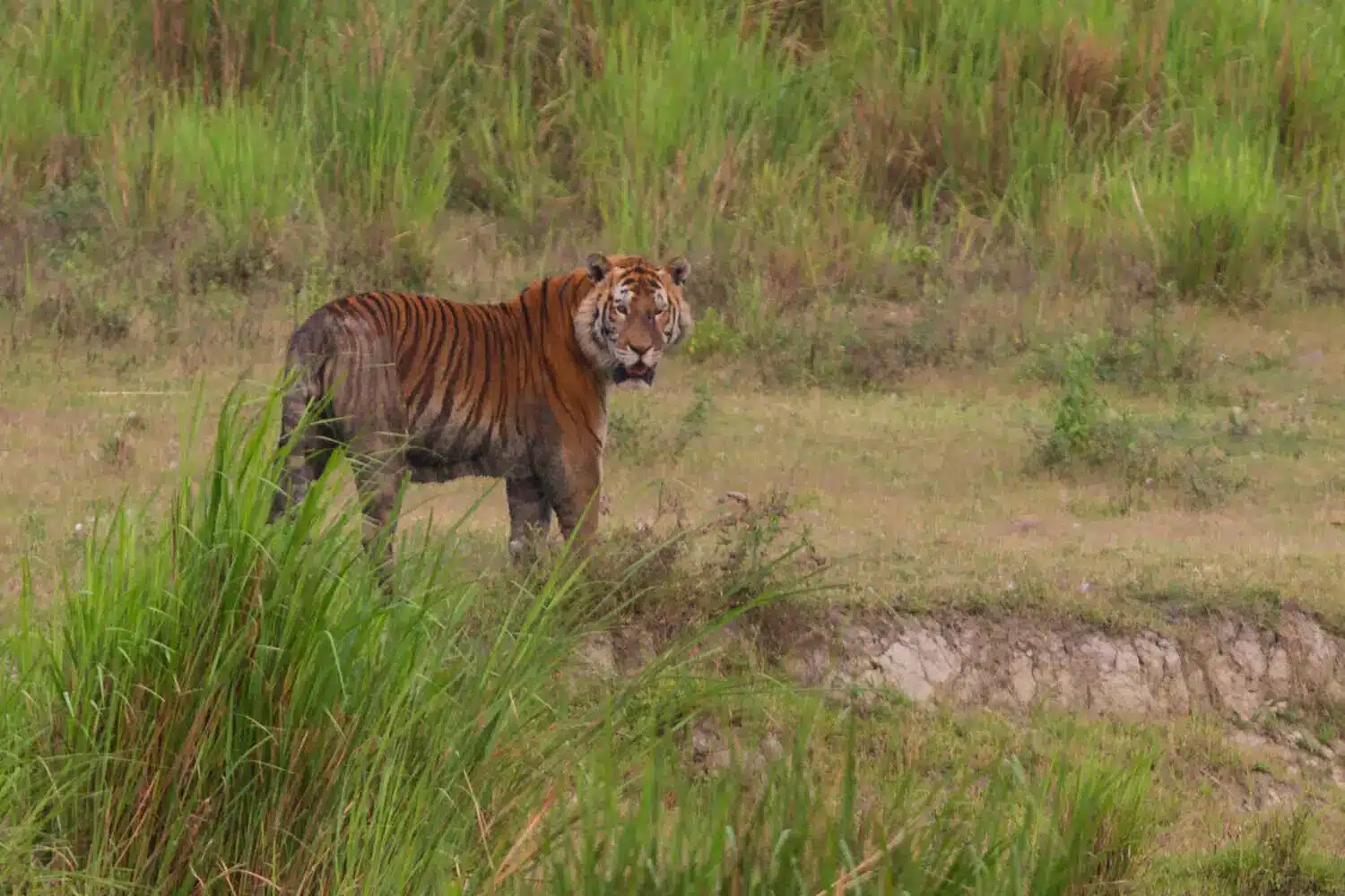Tiger in Kaziranga Tiger in Kaziranga