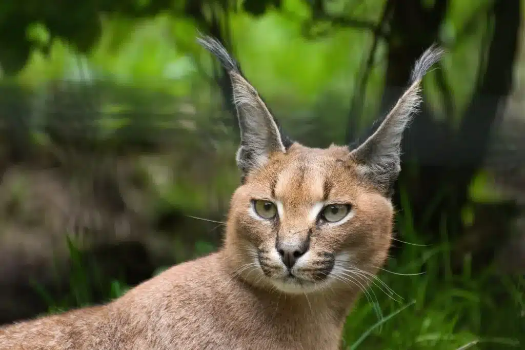 Caracal Cat Caracal Cat India