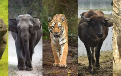 Big Five of Kaziranga – Iconic Wildlife You Can See