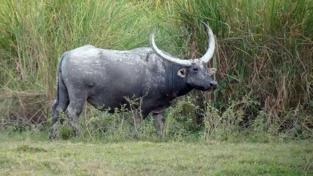 Water Buffalo Kaziranga Water Buffalo Kaziranga