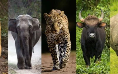 Big Five of India and Where to See Them