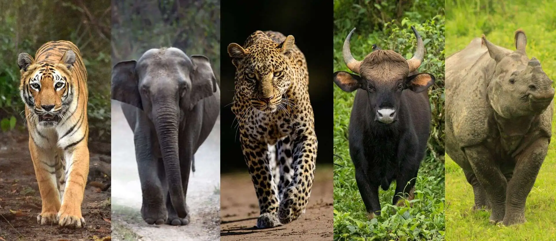 Big Five of India Big Five of India
