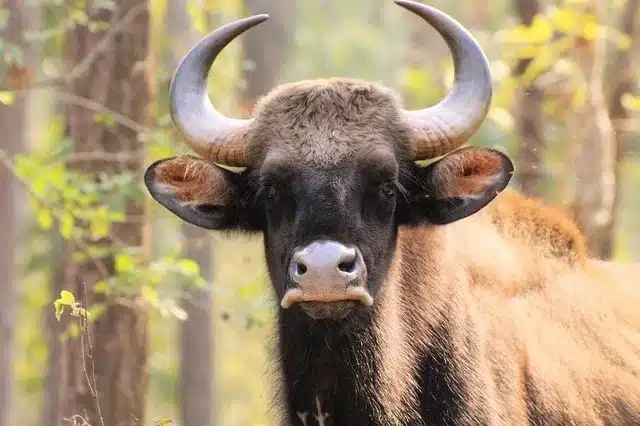 Indian Gaur Indian Gaur