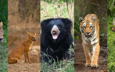 The Big 5 of Tadoba – Key Wildlife to Spot