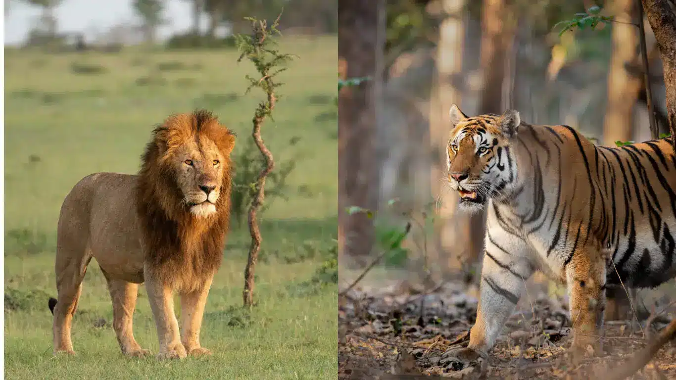 Safari in Africa vs Safari in India Safari in Africa vs Safari in India