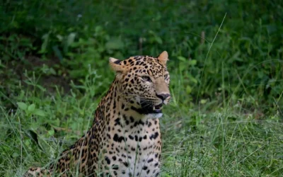 Experiences you will get from a Widllife tour in India