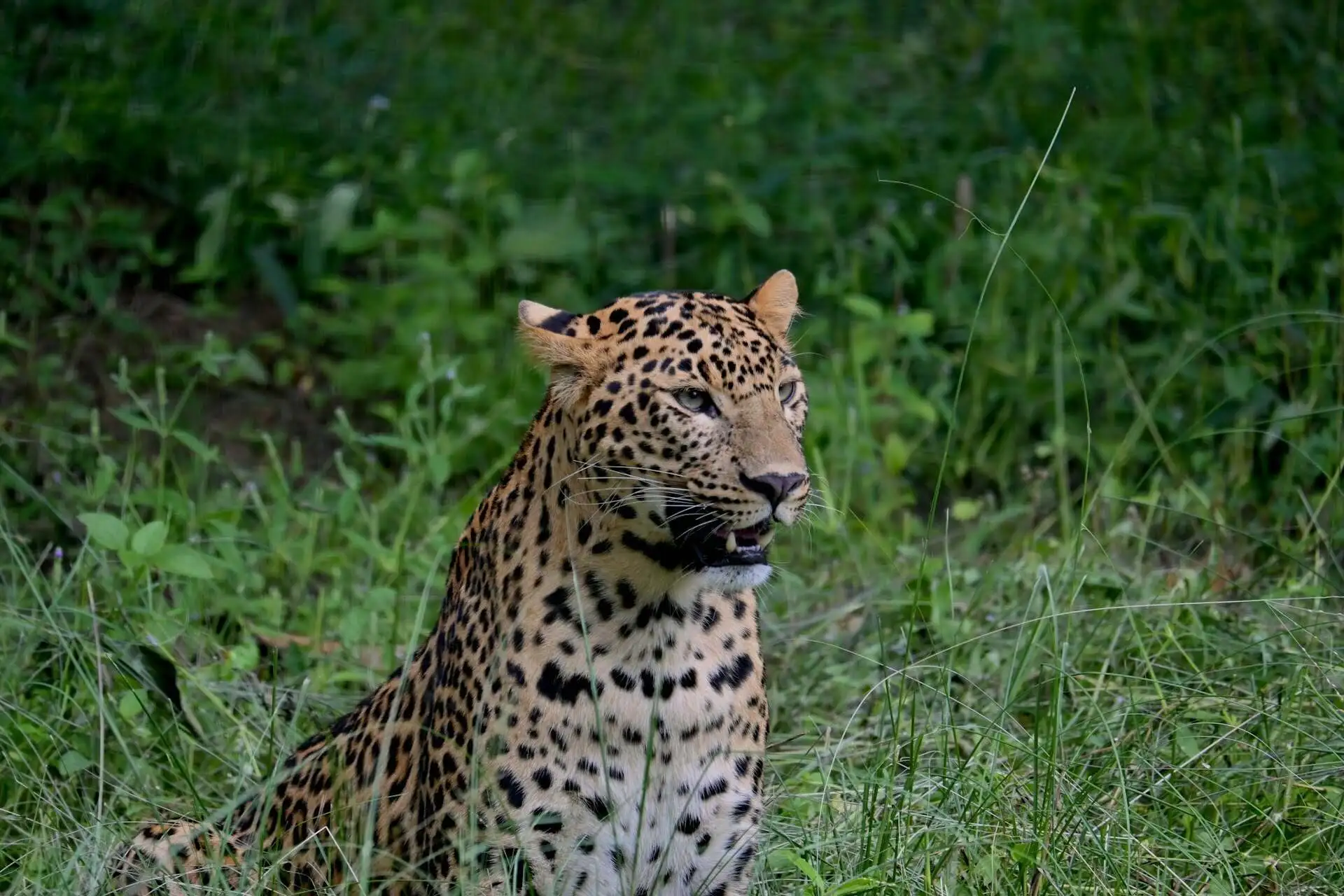 Indian Leopard in bannerghatta Indian Leopard in bannerghatta