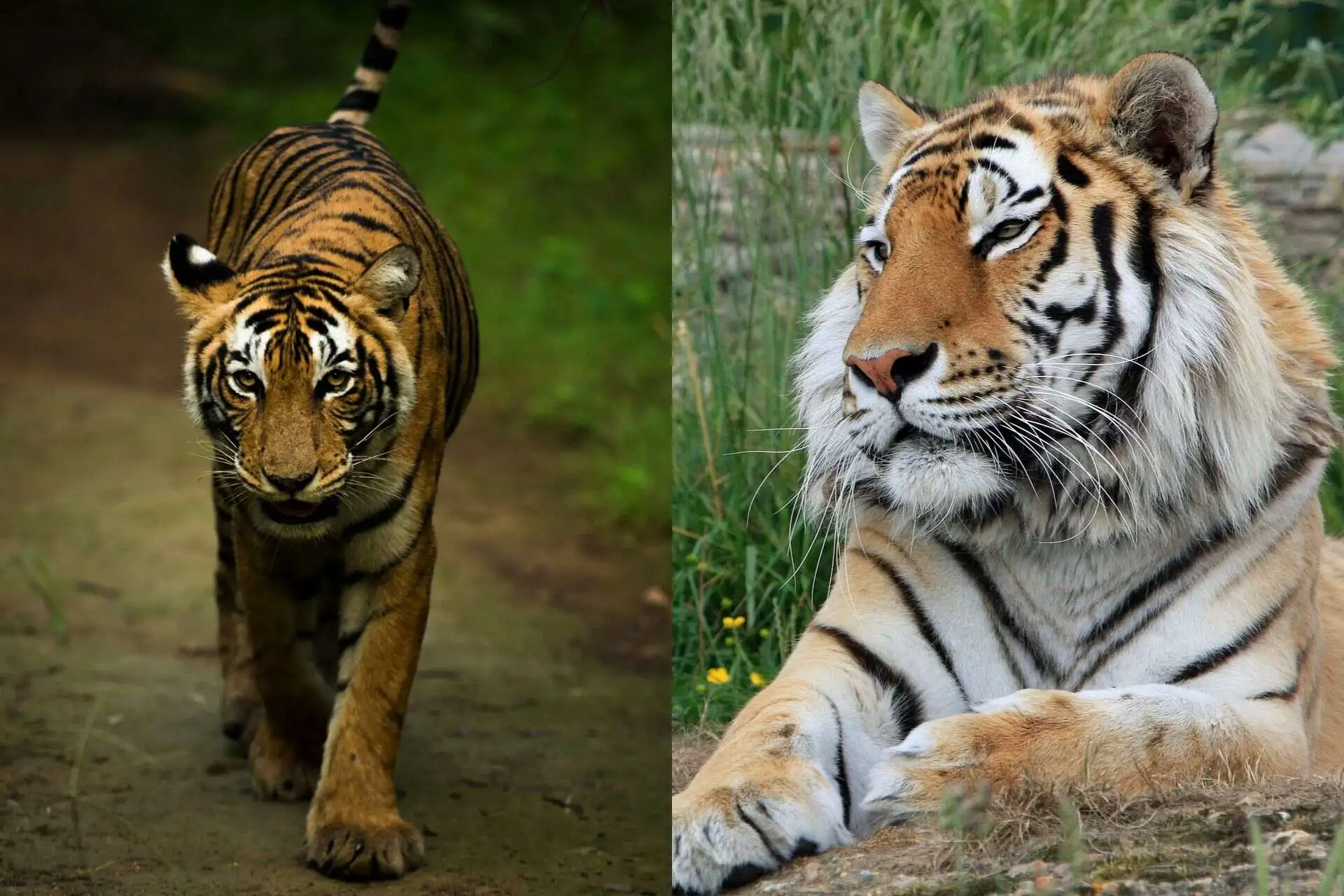 Bengal Tiger Vs Siberian Tiger Bengal Tiger Vs Siberian Tiger
