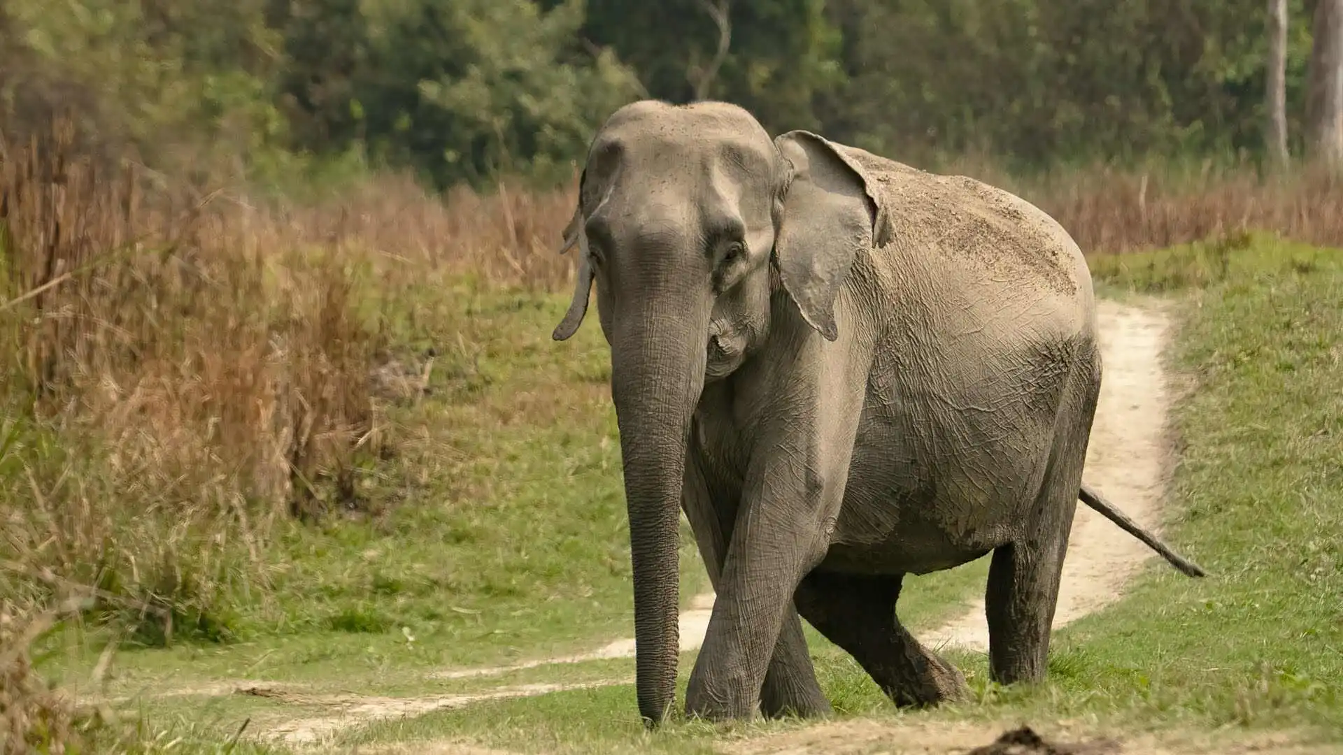 Elephant in Kaziranga Elephant in Kaziranga