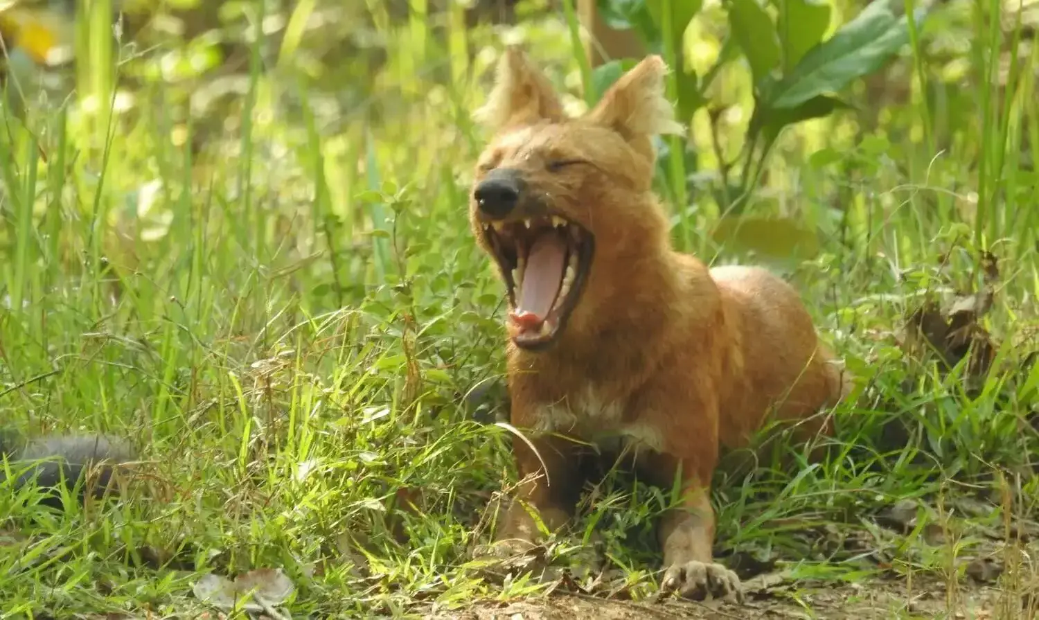 nagzira-weekend-safari nagzira-weekend-safari