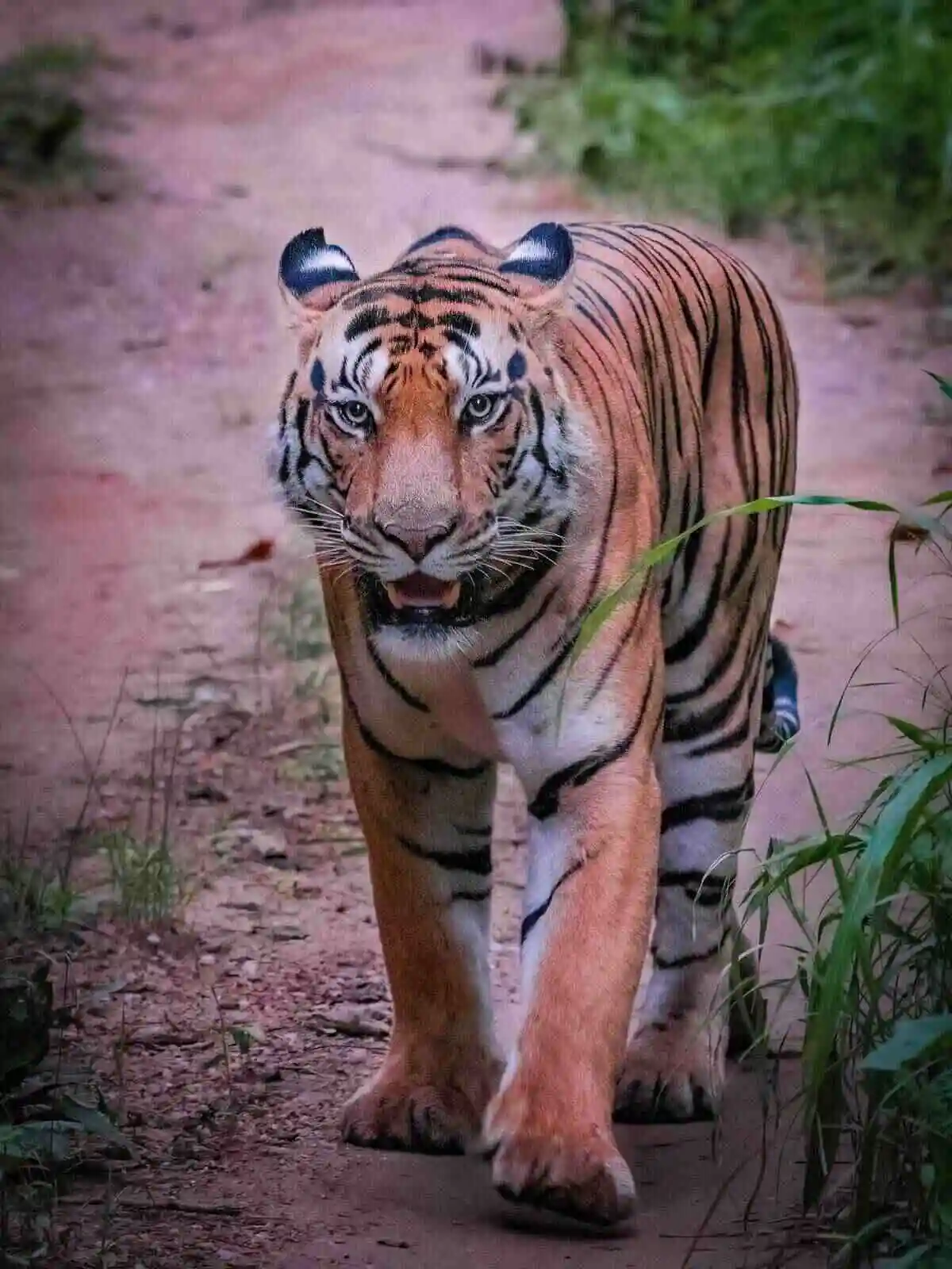 Nagzira Weekend Safari Nagzira Weekend Safari