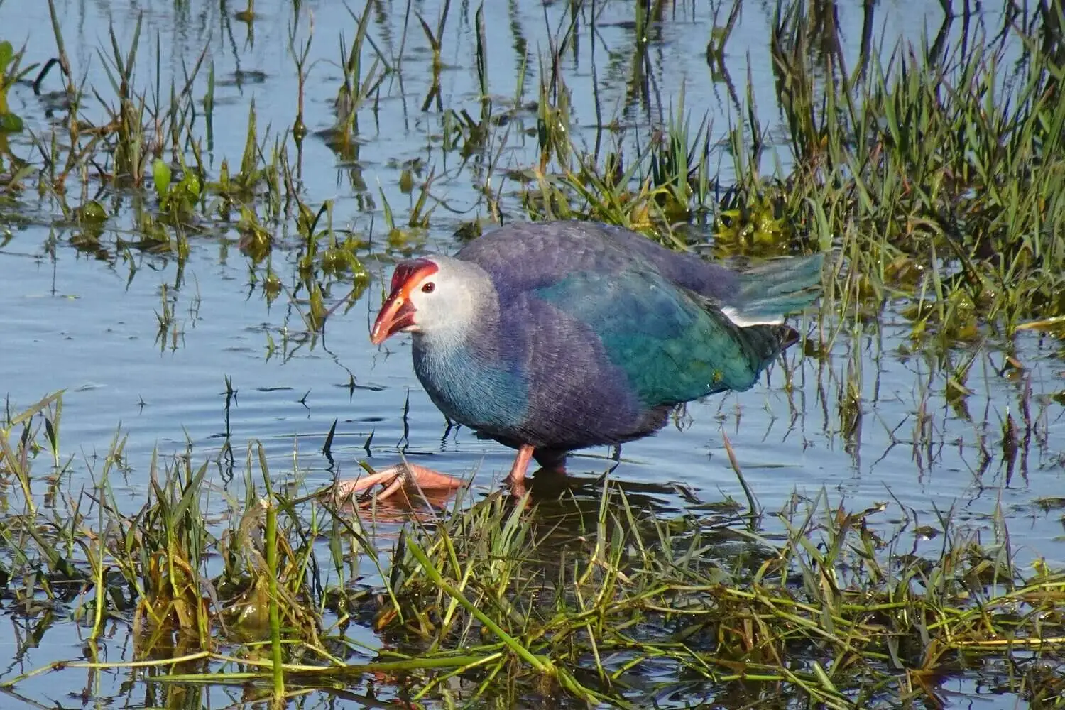 Purple Swamphen Bharatpur Purple Swamphen Bharatpur