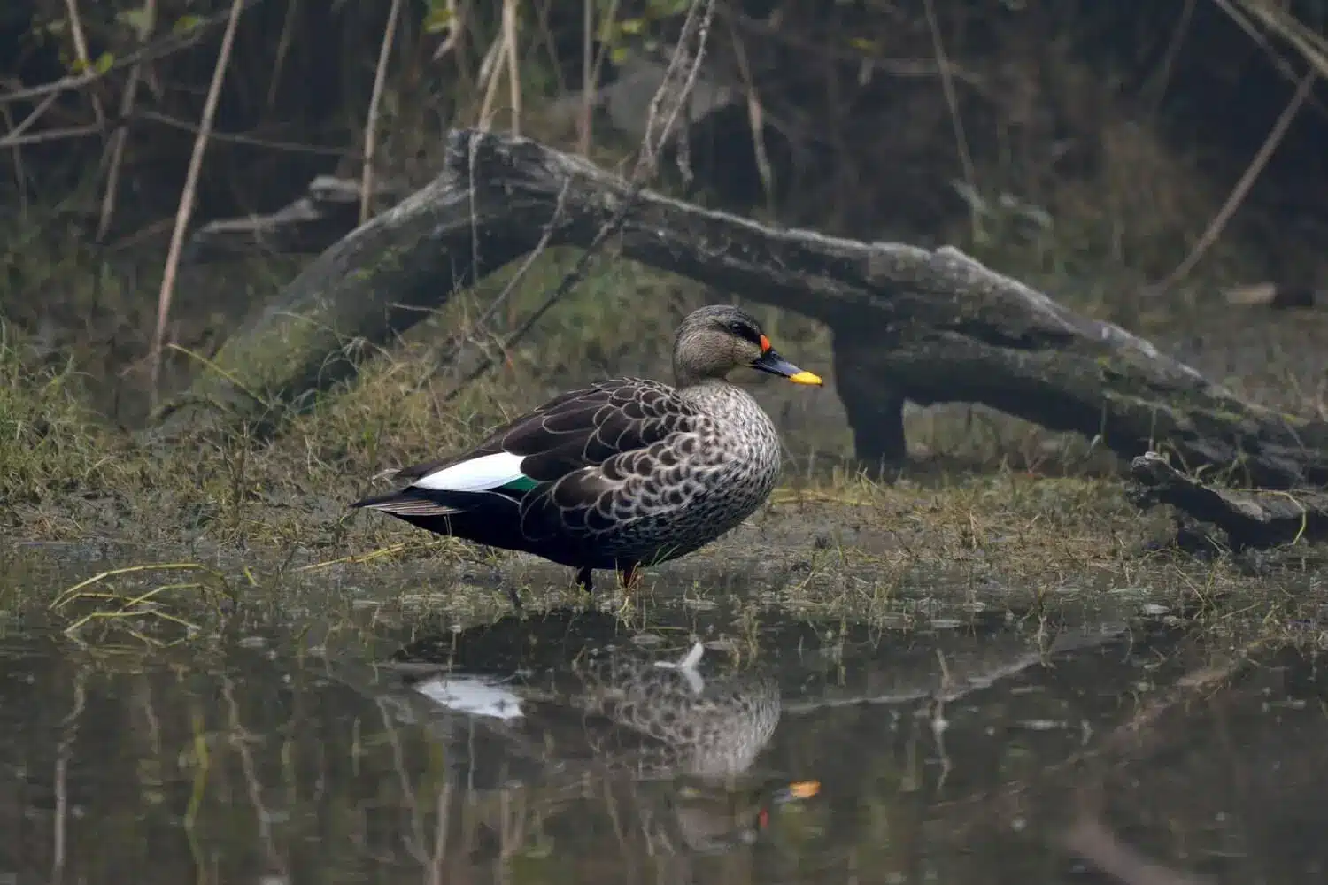 Duck in Bharatpur Bird Sanctuary Duck in Bharatpur Bird Sanctuary