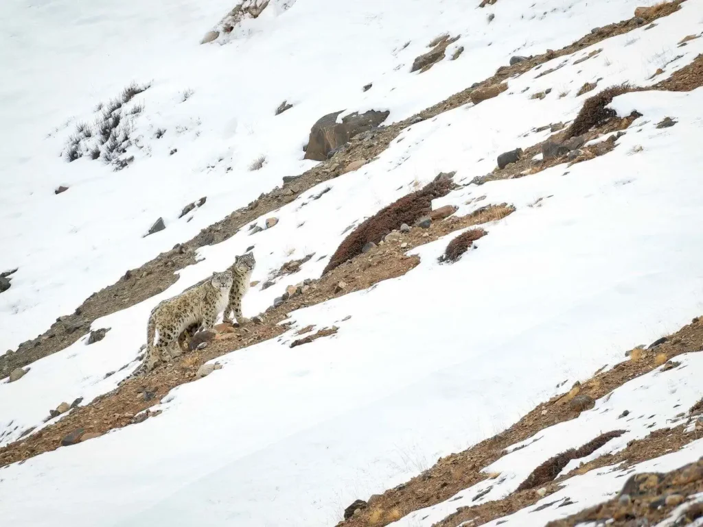 Snow Leopard on Rocky Slope Snow Leopard on Rocky Slope