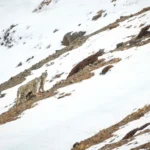 Snow Leopard on Rocky Slope