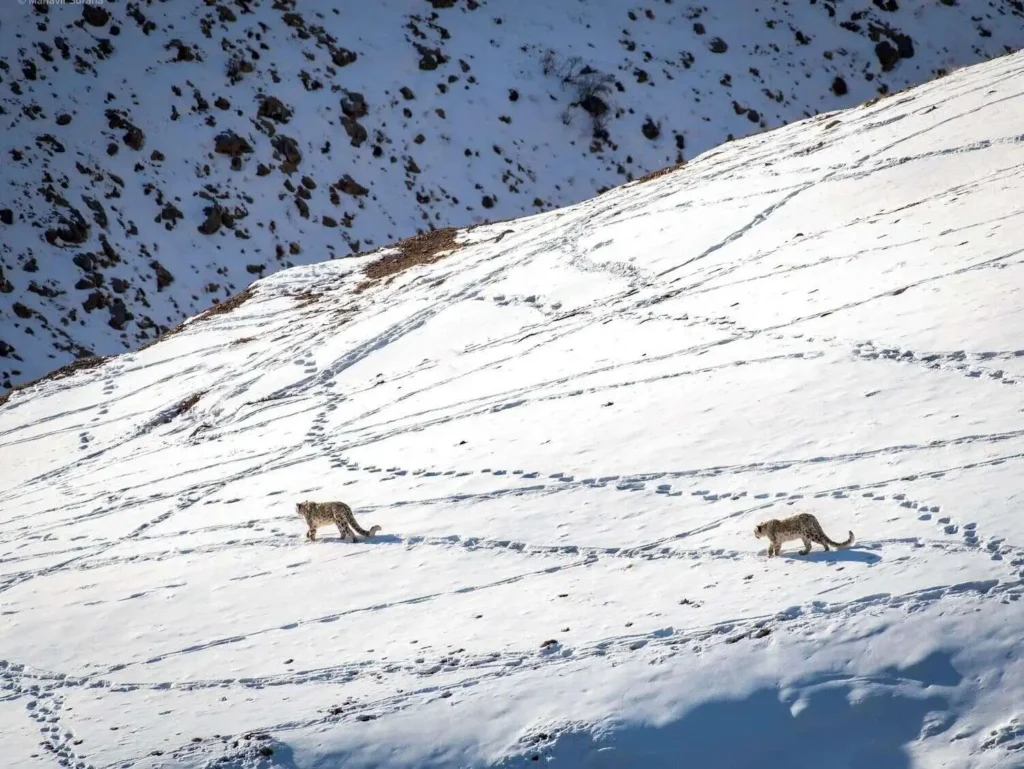 Snow Leopard Traversing Snowy Terrain Snow Leopard Traversing Snowy Terrain