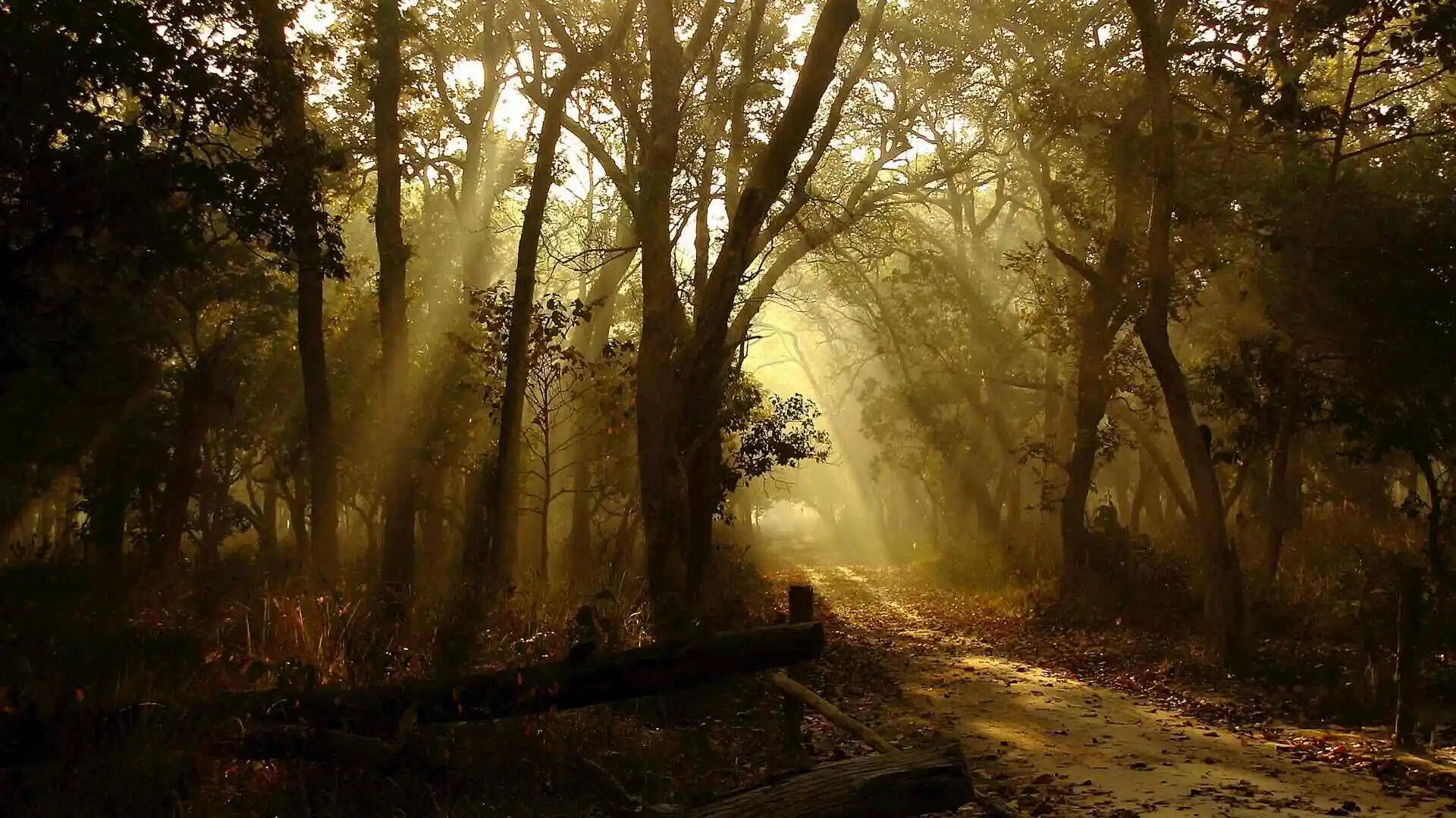 pilibhit-dudhwa-budget-tour pilibhit-dudhwa-budget-tour