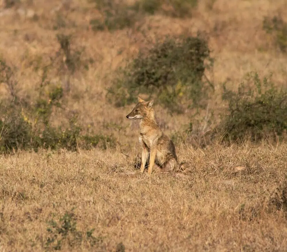 Ratapani Tiger Reserve Ratapani Tiger Reserve